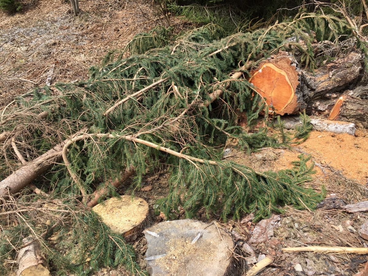 Wiederbewaldung Osttirols im Fokus der Forsttagsatzungen