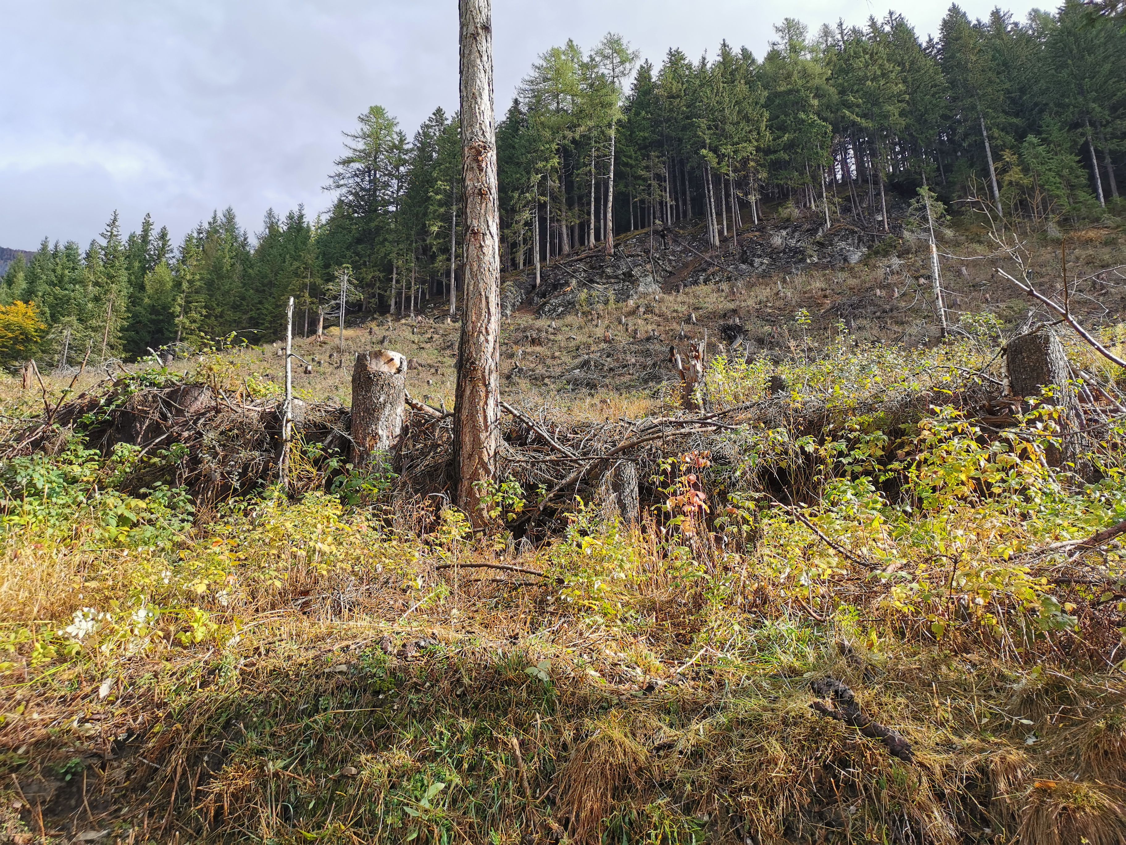 Auch in diesem Wald im Ortsteil Plone (Nikolsdorf) werden hoffentlich bald Eichen wachsen