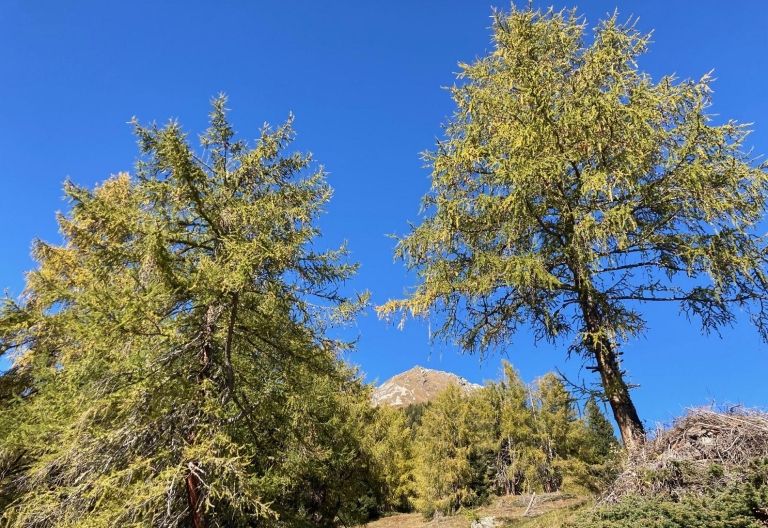 Zedlacher Paradies ohne Nationalpark-Lehrweg