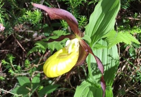 Internationaler Tag der Artenvielfalt am 22. Mai