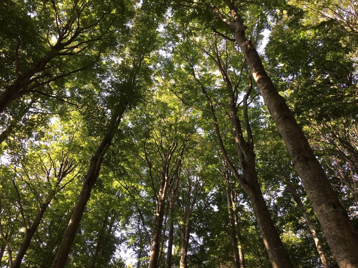 Waldschutz: Gemeinden erhalten finanzielle Unterst&uuml;tzung