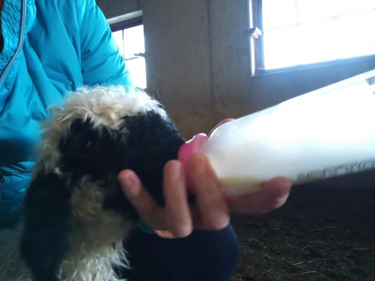 Wolliger Nachwuchs im Wildpark Assling