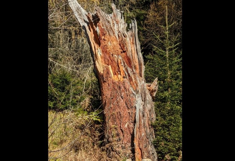 Totholz &ndash; alles andere als tot