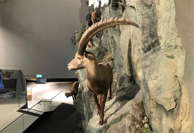 Umfrage: Wie finden Sie das Haus der Steinb&ouml;cke?