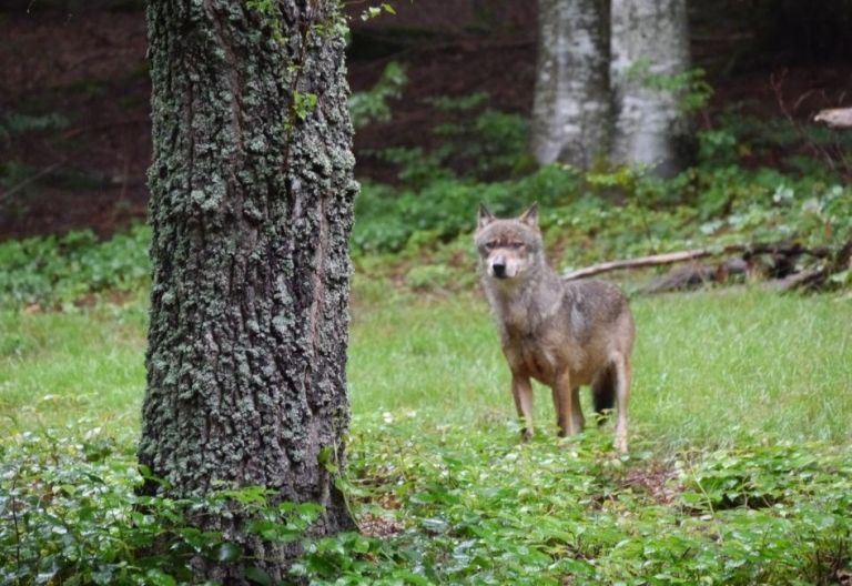 Hechenberger fordert Entnahme von vier "Problemw&ouml;lfen"