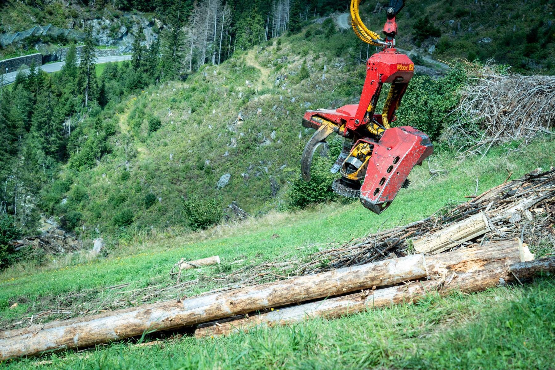 Der Vigeinwald zeigt besonders deutlich, dass die Wiederherstellung der Schutzwirkung nur gemeinsam gelingen kann. Foto: Land Tirol/H&ouml;rmann