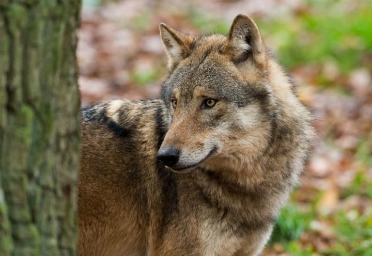 Tiroler bei Wolfsschutz gespalten