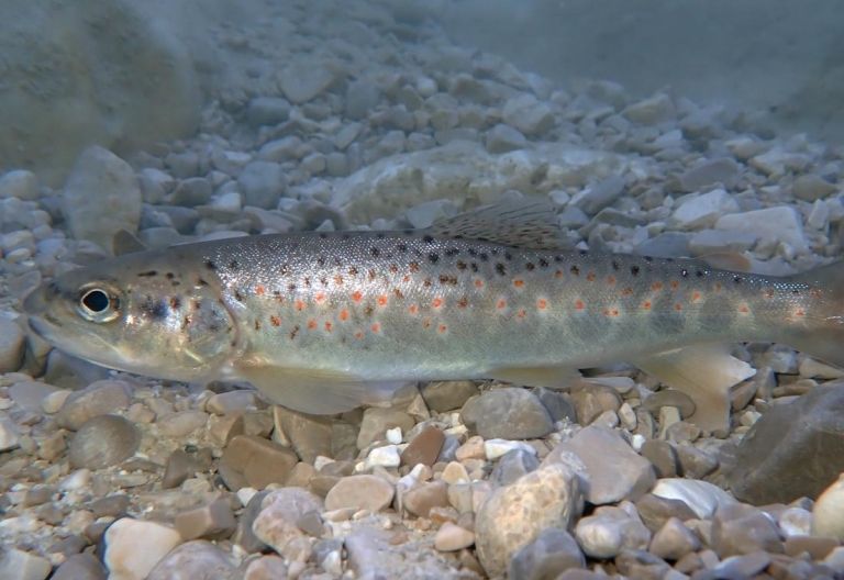 Nierenkrankheit k&ouml;nnte Fischschwund erkl&auml;ren