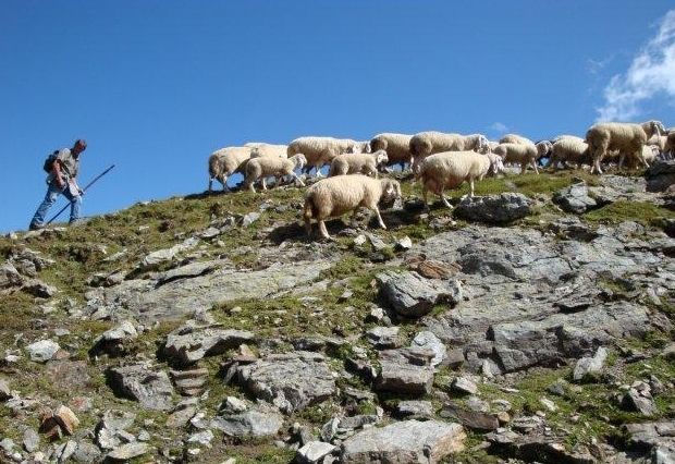 Schutz vor Wolfsangriffen: Experte r&auml;t zu Elektroz&auml;unen