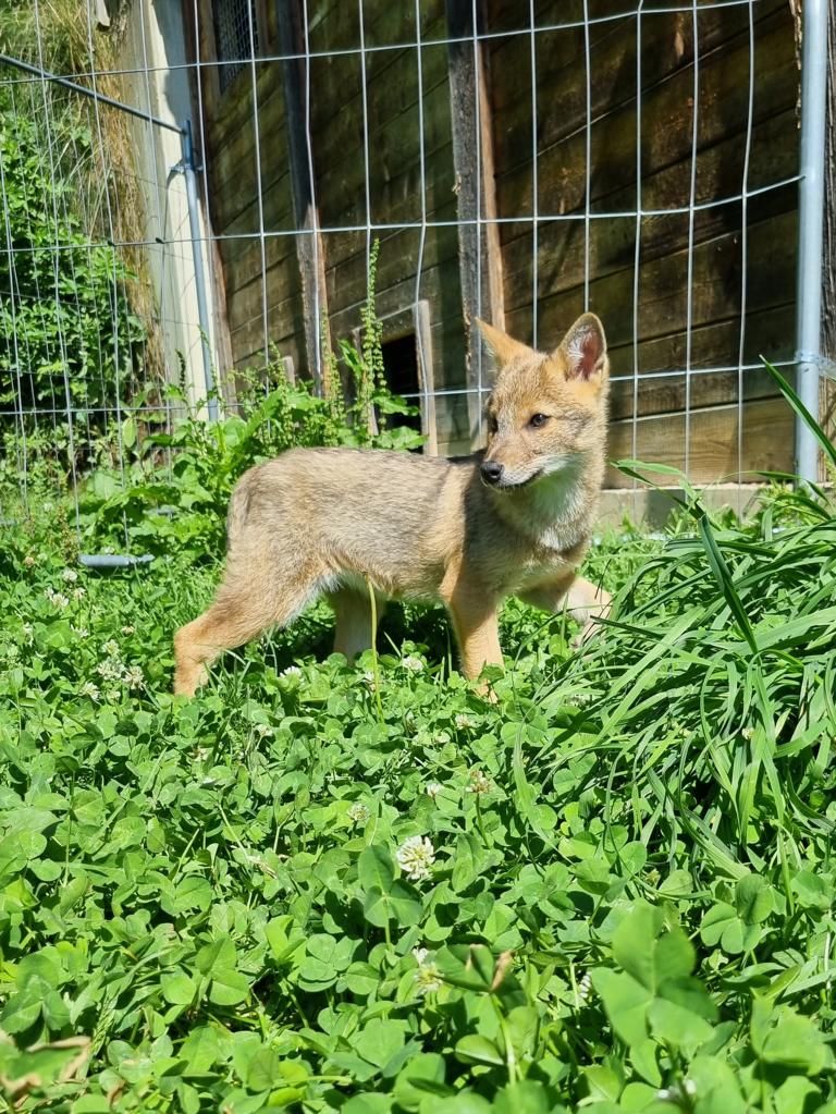 Auf Entdeckungstour im Gehege. Foto: Wildpark Assling