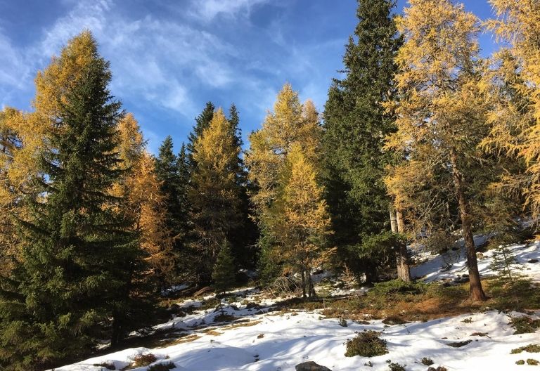 Waldpflege im Lienzer Stadtwald