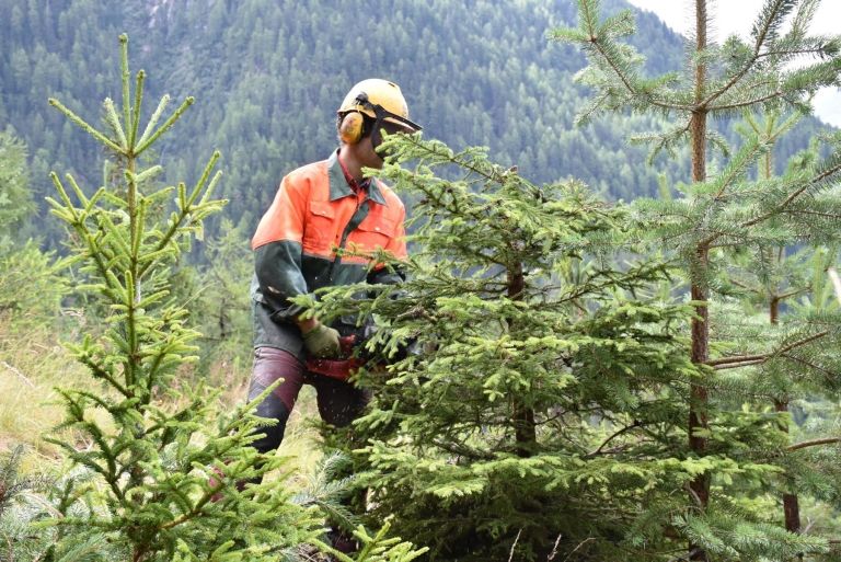 Tirol steigert nachhaltigen Holzeinschlag um ein Sechstel