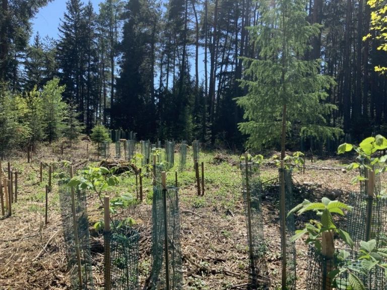 Gesunder Wald sch&uuml;tzt vor Hochwasser
