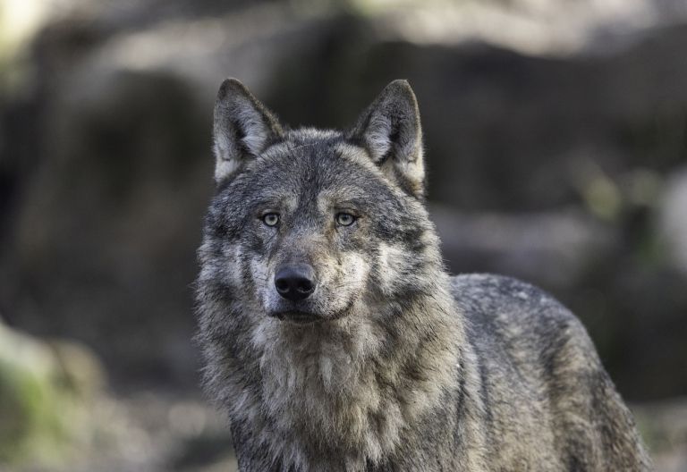 Tote Schafe: Abschussverordnung f&uuml;r Wolf in Obertilliach&nbsp;