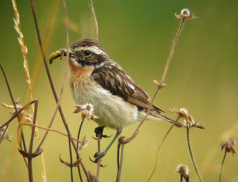 Schutz f&uuml;r Wiesenv&ouml;gel auch im Defereggental