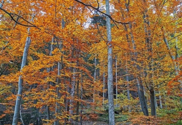 Umfrage: Wie kommen Sie durch den Lockdown?