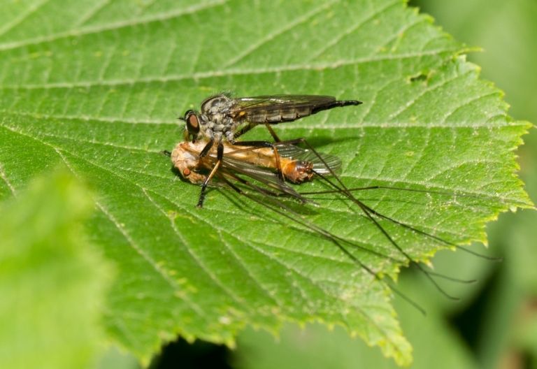 &bdquo;Lifeplan&ldquo; erfasst globale Biodiversit&auml;t