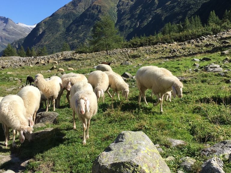 Osttiroler VP-Abgeordnete hoffen auf ersten Wolfabschuss