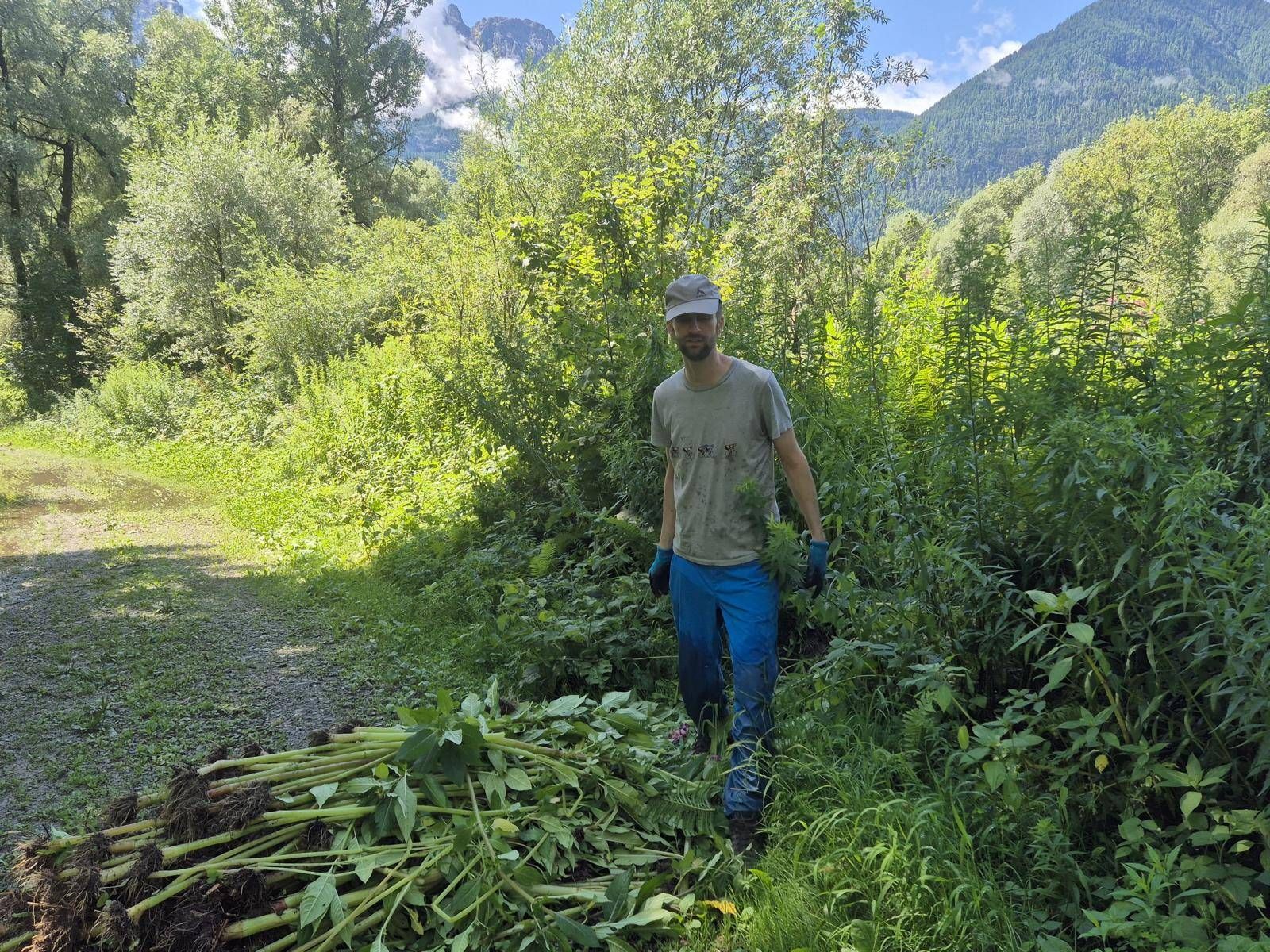 Dr&uuml;siges Springkraut und Kanadische Goldrute breiten sich aus. Foto: Verein Osttirol Natur