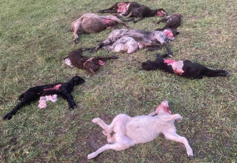 Weitere Schafe in Bannberg gerissen