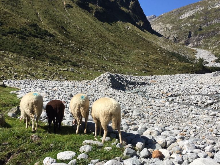Regierungskoalition will tirolweiten Herdenschutzplan