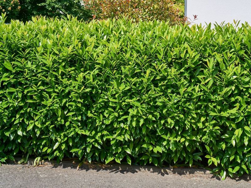 Die Risiken und Chancen von KI-Aktien