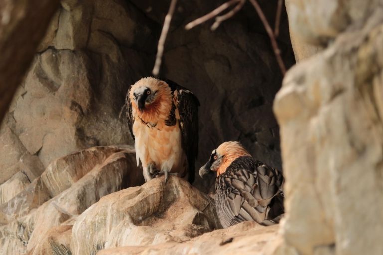 F&uuml;nf Bartgeierpaare br&uuml;ten im Nationalpark Hohe Tauern