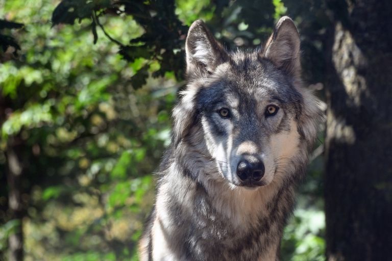Risse in Matrei und Pr&auml;graten durch Wolf best&auml;tigt