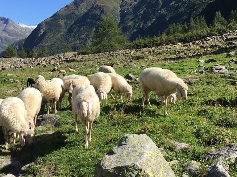 Wolfsverdacht auf Schafalmen in Matrei in Osttirol