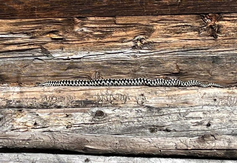 Schlangen erwachen nun aus der Winterruhe