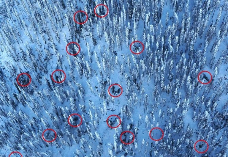 Dezemberschnee sorgte f&uuml;r rund 150.000 m&sup3; Schadholz