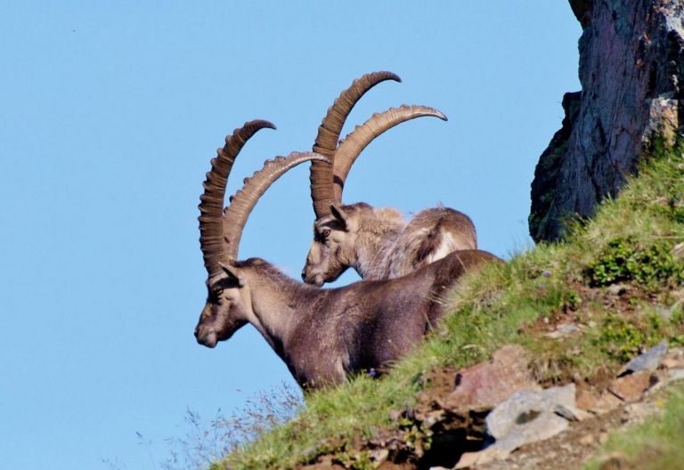 Steinwildbestand in Osttirol stabil, aber Ausf&auml;lle durch R&auml;ude