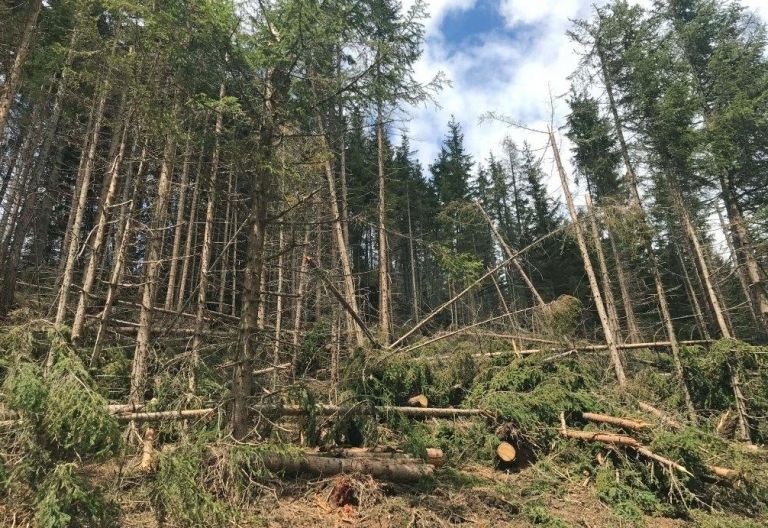 Land Tirol schn&uuml;rt Ma&szlig;nahmenpaket f&uuml;r Osttiroler Schutzwald