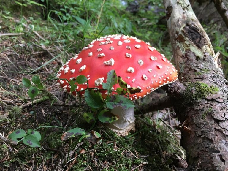 Seminar: Pilze im &Ouml;kosystem Wald