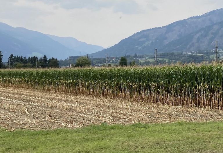 Osttirols Bauern mit Ernte gro&szlig;teils zufrieden