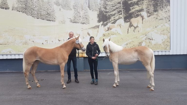 Erfolge f&uuml;r Osttiroler Haflingerz&uuml;chter